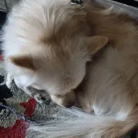 سگ خانگی|سگ|باوی, |دیوار