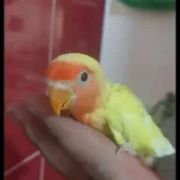 فروش برزیلی