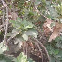 یک هکتار زمین فروشی