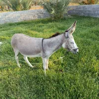 خردرجه یک سوارو