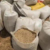 گندم تمیز آبی پیشگام