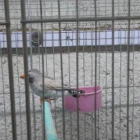 فنچ لپ سیاه معاوضه با بنگالی|پرنده|تبریز, |دیوار