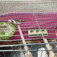 فنچ|پرنده|خمین, |دیوار