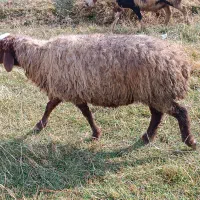 میش آبستن|حیوانات مزرعه|زاغه, |دیوار