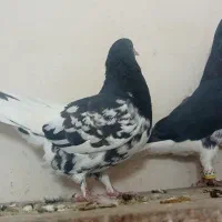 نروماده شهری گلدار|پرنده|ارژن, |دیوار