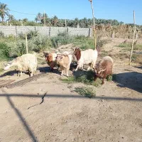 گوسفند|حیوانات مزرعه|نرماشیر, |دیوار