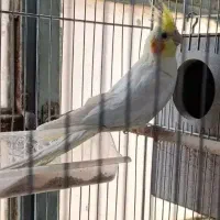 جوجه عروس لوتینو رام