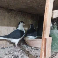 نداشتن وقت رسیدگی کم بود جا|پرنده|کرج, حسن آباد|دیوار