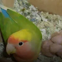 جوجه کوتوله برزیلی