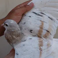 ساده هفرنگ|پرنده|تربت‌حیدریه, ۴۵ متری|دیوار