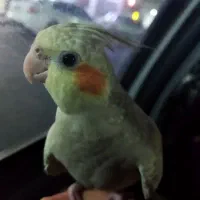 عروس هلندی گمشده|حیوانات|اسلام‌شهر, شهرک سعیدیه|دیوار