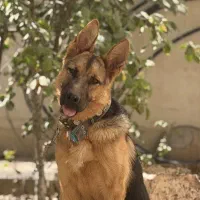 سگ ژرمن شپرد ورک لاین ماده ۱۰ ماهه