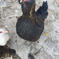 ۴ عدد دوتکه|حیوانات مزرعه|اصفهان, شهرک کاوه|دیوار