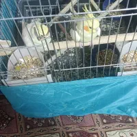 یک جفت عروس هلندی با جوجه