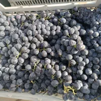 انگورسیاه درجه یک سردشت