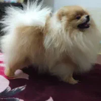 توله پامرانین خرسی بوفیس|سگ|شهریار, شهریار|دیوار