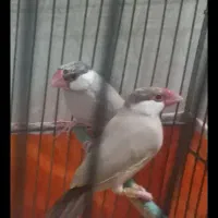 فنج نرگسی قفسی شکلاتی و دوجفت تخم گذاشتن|پرنده|قم, فرهنگیان و شهربانی|دیوار