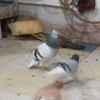 کبوتر دم سفید