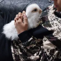 خرگوش جرسی لوپ دستی|موش و خرگوش|یزد, |دیوار