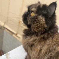 واگذاری گربه پرشین