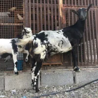 بز صلاله با کهره