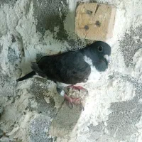 کفتر پلاکی بزک سینه سفید