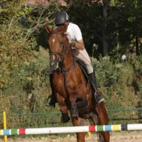 آموزش سوارکاری  مبتدی تا حرفه ای