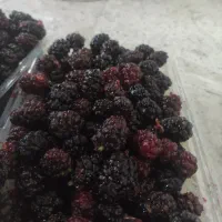 شاه توت اعلاء درجه یک خوشمزه