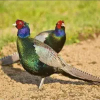 پرنده زیبا طوق دار امریکایی