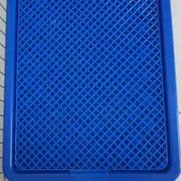 سگ مالتیپو|سگ|قم, انسجام|دیوار