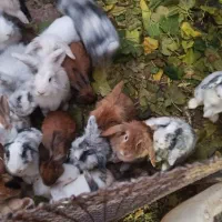 فروش خرگوش لوپ قیمت توافقی