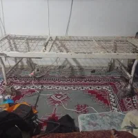 تخت