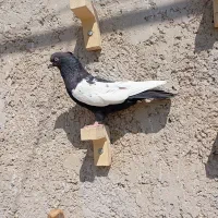 ماده سینه سیاه و طوقی