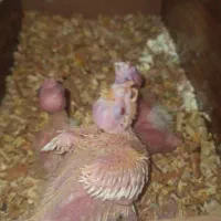 عروس هلندی لوتینو مولد|پرنده|مشهد, سیسآباد|دیوار