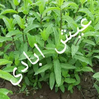 مرزه و نعنا درجه ۱ تازه اب نزده اب چاه موتور|خوردنی و آشامیدنی|مشهد, فاطمیه|دیوار