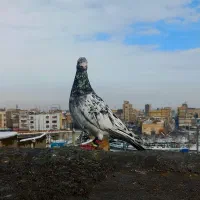 کفتر بوم سرور کله ساده|پرنده|مشهد, ایثارگران|دیوار