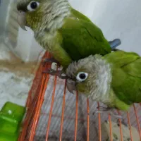 گرینچیک