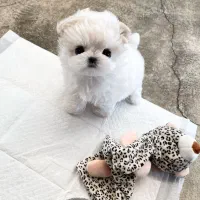 مالتیز عروسکی سایز خیلی ریز