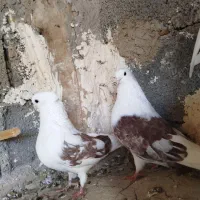 سه تا کبوتر نوک ریز