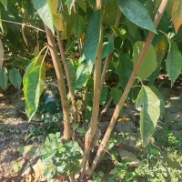 نهال گیلاس تکدانه اصل
