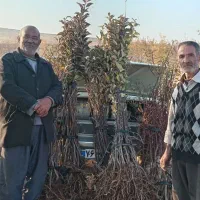 فروش انواع نهال های اصلاح شده وپربارودیرگل تضمینی|گل و گیاه طبیعی|مراغه, |دیوار