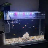 آکواریوم شیشه خم با ماهی و سخره