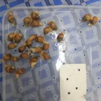 فروش ۱۰۰ عدد جوجه حلزون البینو