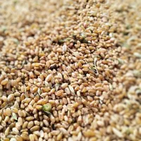 فروش گندم امسالی