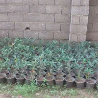 فوتونیا سطل 3 ریشه پرس فروش فوری