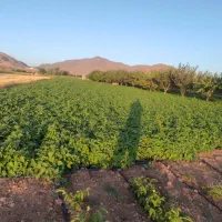 لوبیا چیتی اعلا