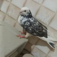 شازده ماده ملاقی