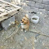 سلام فروش سگ باهوش