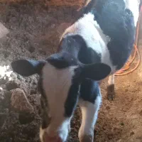 دو راس گوساله نر