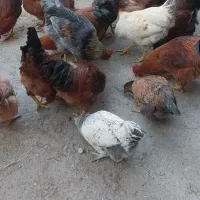 تعدادی مرغ و خروس بومی 8ماهه خریدم تخم گذار هستن